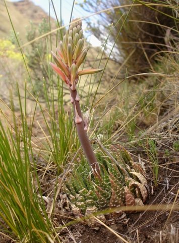 Aloe humilis buds nearly ready
